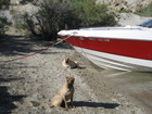 SEADOO ON COLORADO RIVER. BOAT ON LAKE MOHAVE.