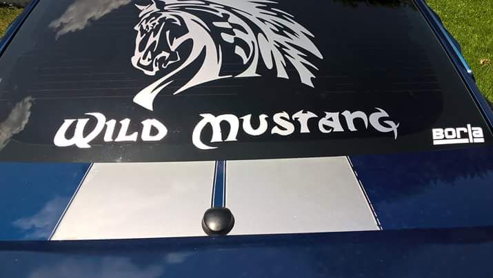 Wild Mustang